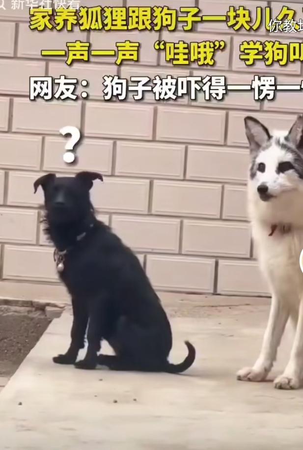 甘肃一户人家，家养的狐狸天天跟黑狗相伴，日子久了居然被狗子带偏，学着狗的腔调，一