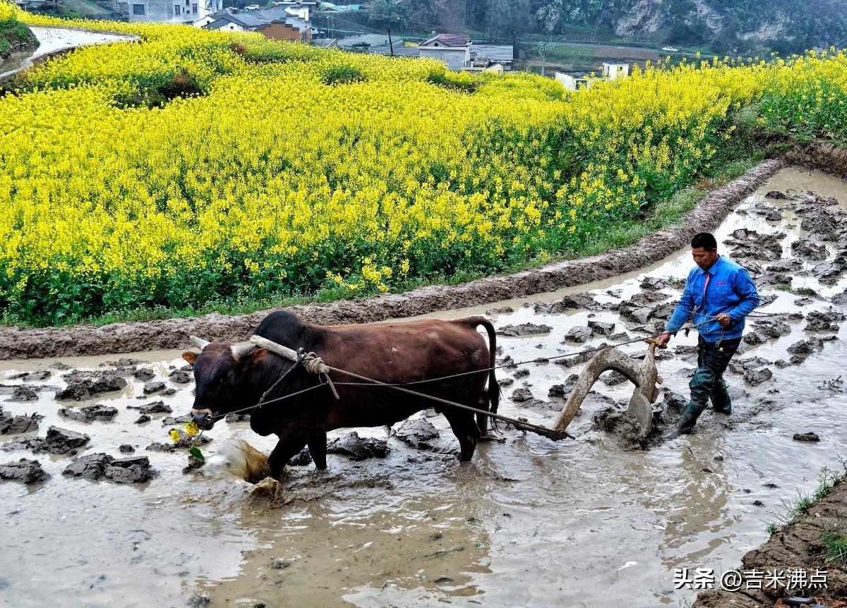 油菜花正开得最旺，人却在花田里翻土，这地到底种啥？
凤堰古梯田的油菜花快谢了，田