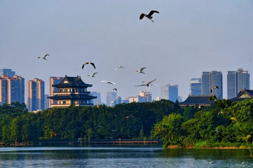 黄昏的浪漫藏在城市公园，白鹭齐飞。
【原创摄影】
拍摄地点：海珠湖公园
广州鸟摄