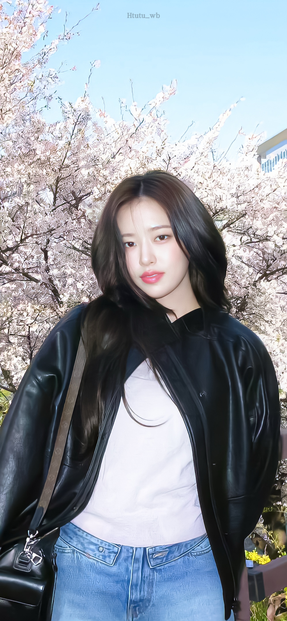 春日限定樱花壁纸～🌸🌸 