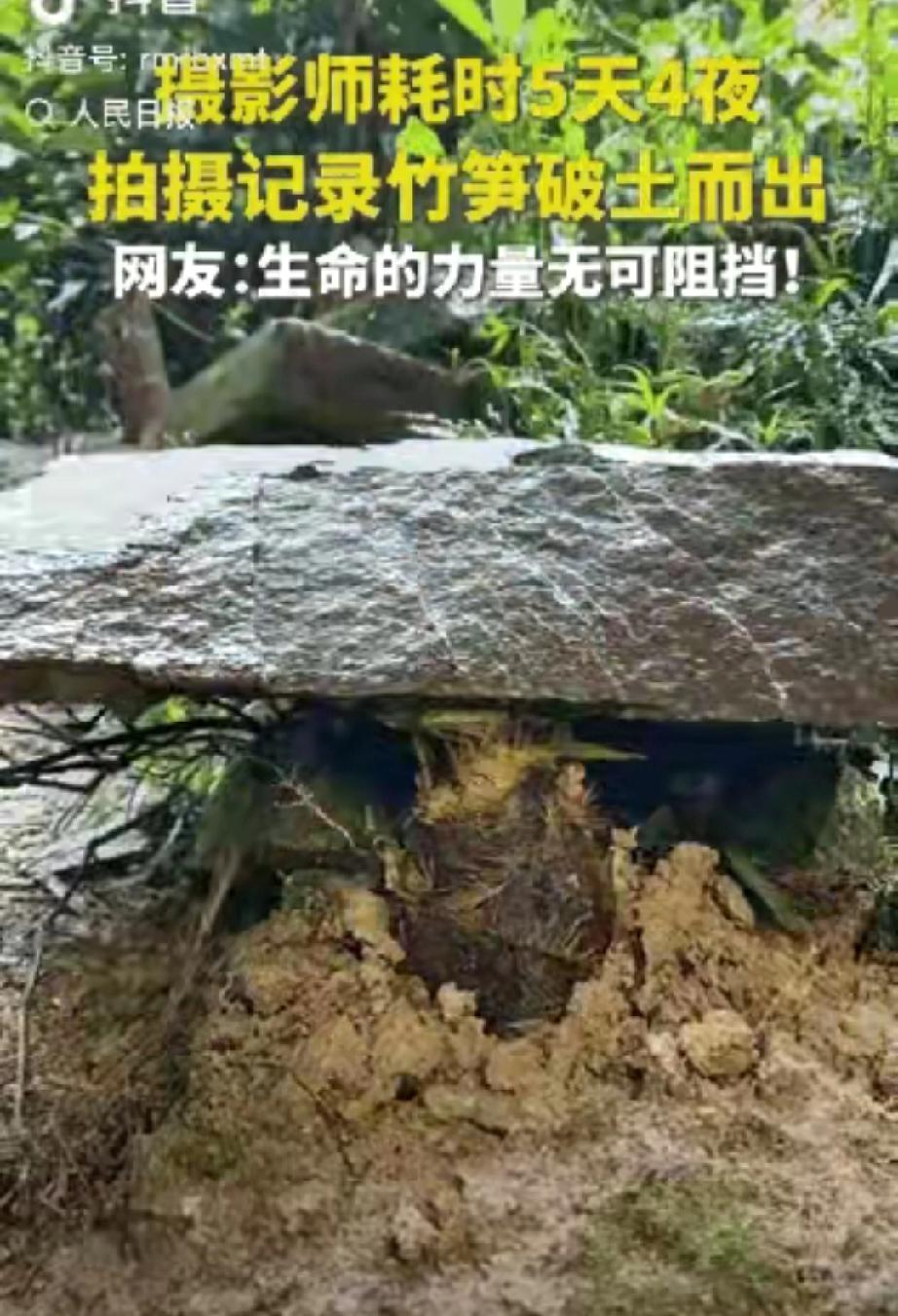 这竹笋做梦都没想到它上人民日报了！”一摄影师耗时5天4夜拍竹笋，不料，在拍摄时撞