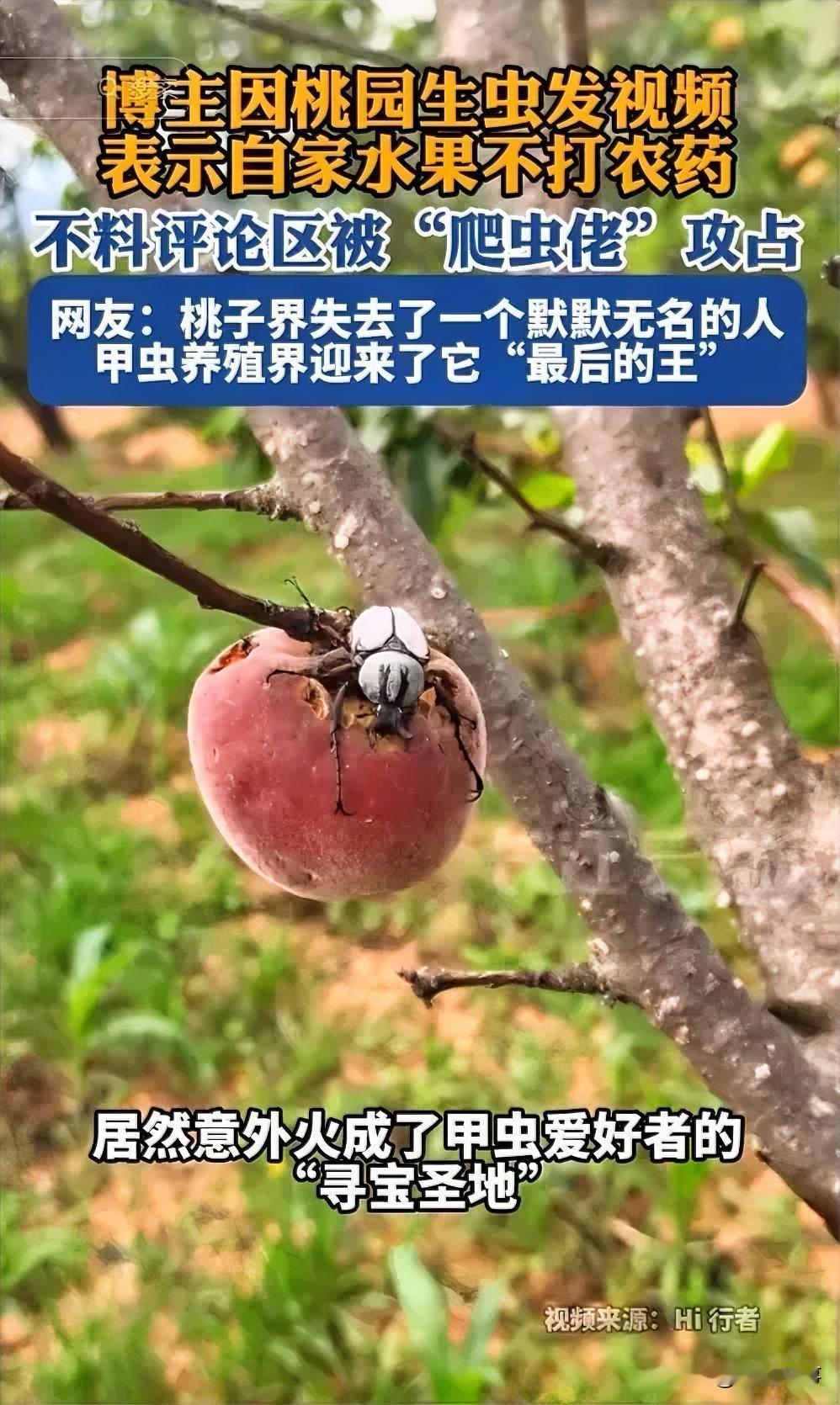 “因祸得福！”云南，一男子家中桃园里的桃子因不打农药，被大量甲虫啃食，男子本想发