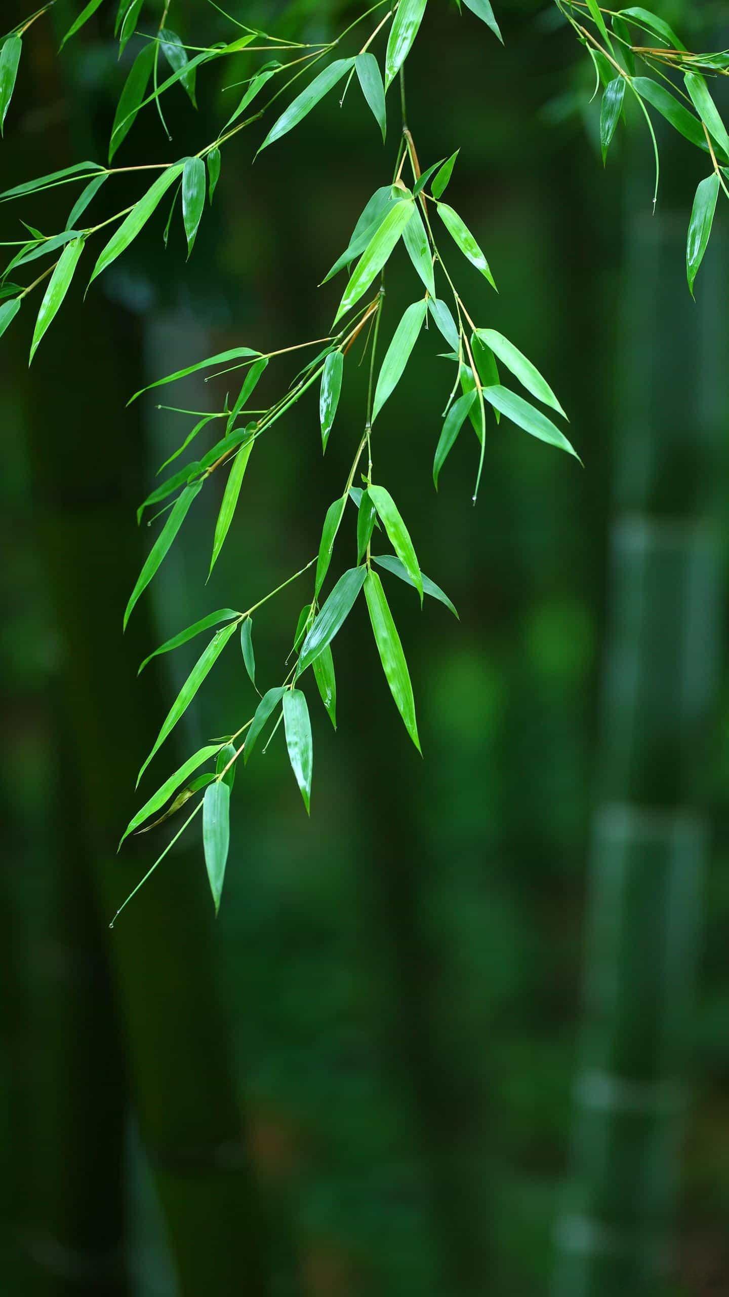 人生  “永远不要让你的筹码，只剩下老实和善良。大家都喜欢老实人，却不尊重老实人