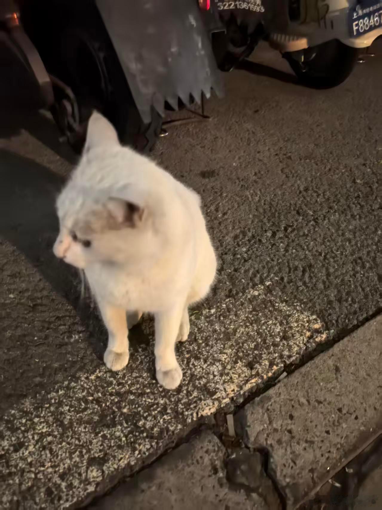 昨晚遇到的高冷修猫只肯给我看它的侧脸😺 