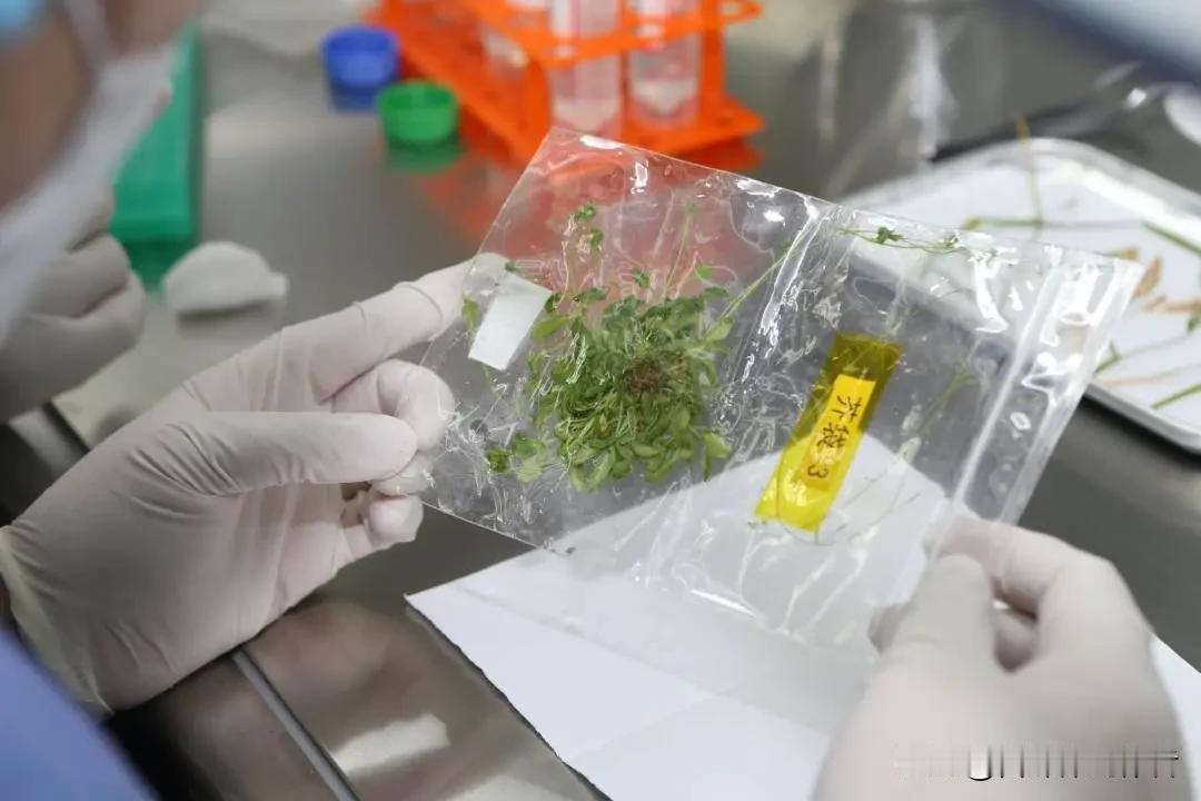天外样品大放异彩，神舟二十一号带回的新材料究竟暗藏多少玄机
 
神舟二十一号返航