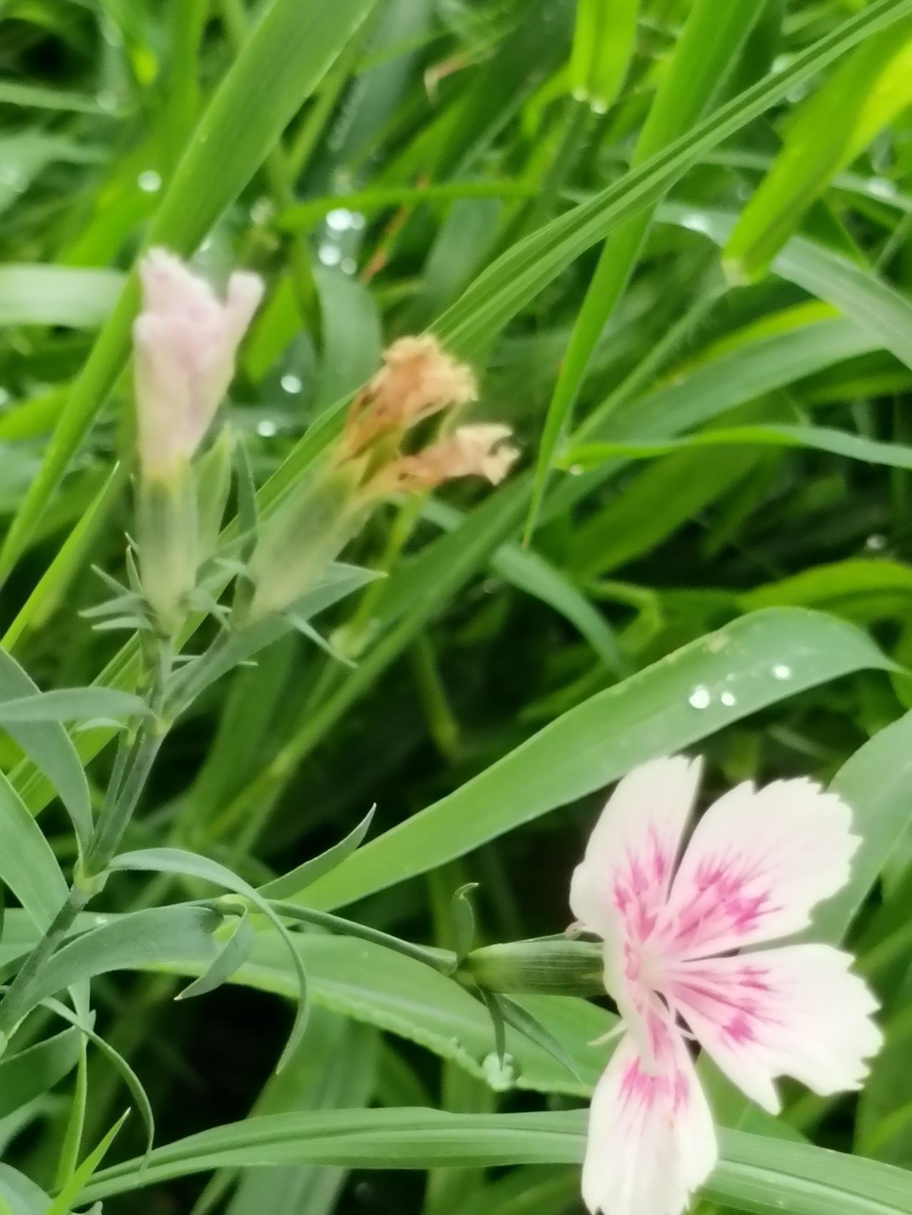夏日生活打卡季雨后的小院，青草带露，野花自在绽放。草木蓬勃生长，藏着夏日最朴素的