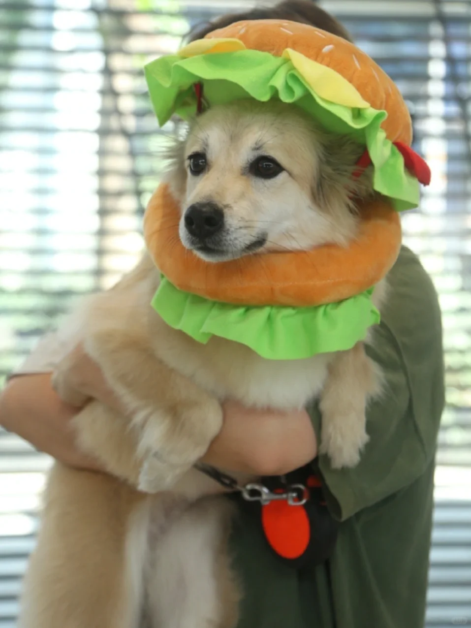 🍔 叮！汉堡包小狗绑架计划！
