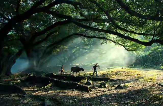 人到中年，许多人都会不自觉地回头，望望自己走过的那条路。那是一条由青春的理想编织