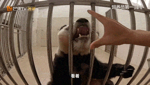 #福宝的起床气被果果治好了#福宝的起床气被果果治好了，这也太有趣了吧！它和果果的