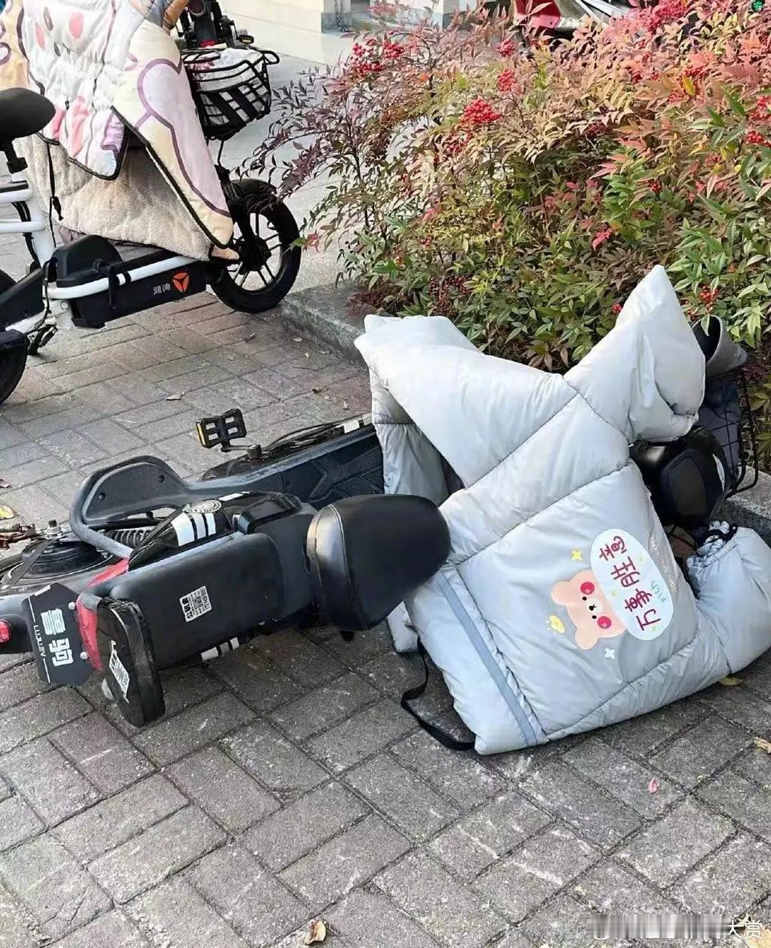 猫猫们：感谢大自然的馈赠 ​​​