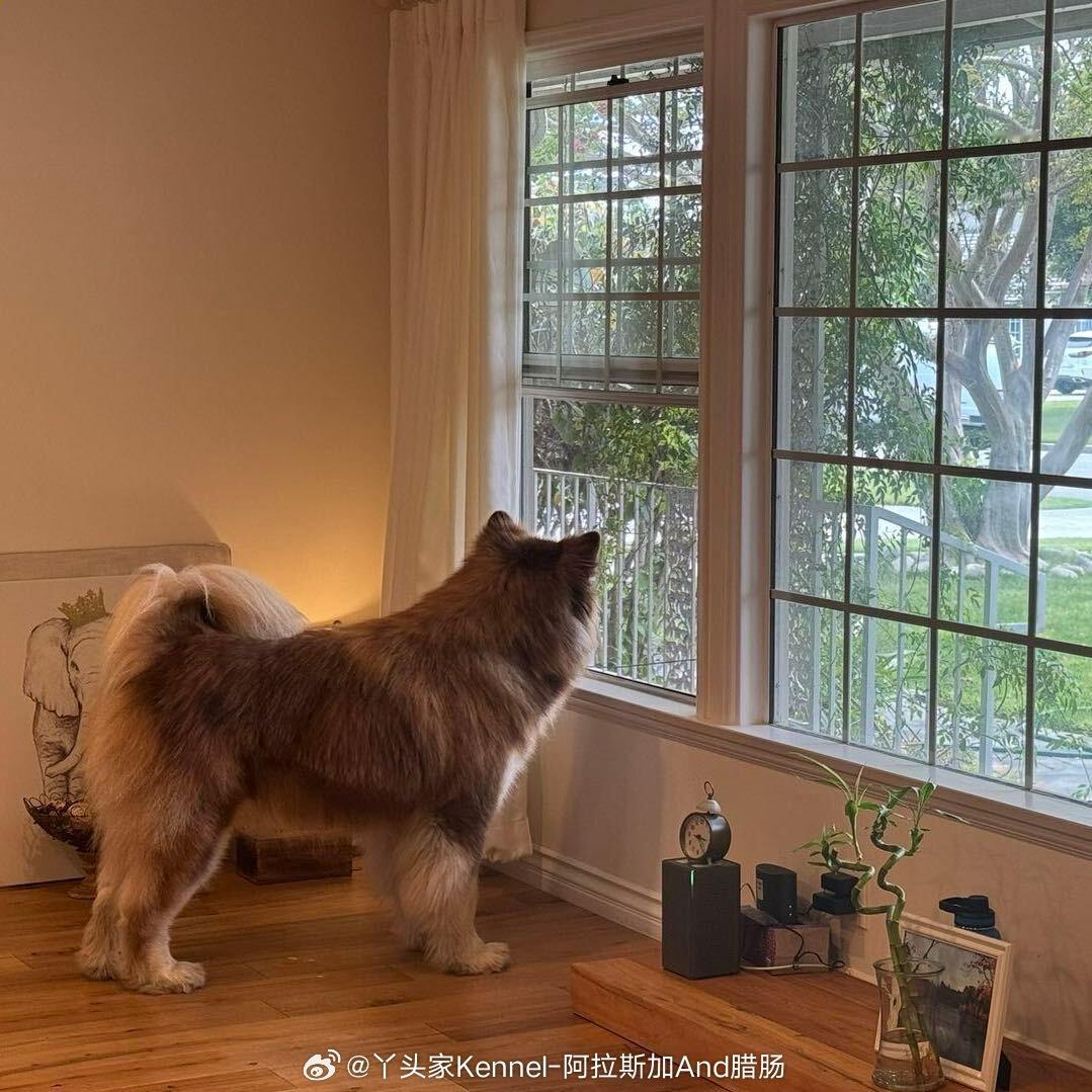 【客户回访】美国🇺🇸 每天在院子里玩 天气热就去泳池里游泳[爱心]狗子的生活