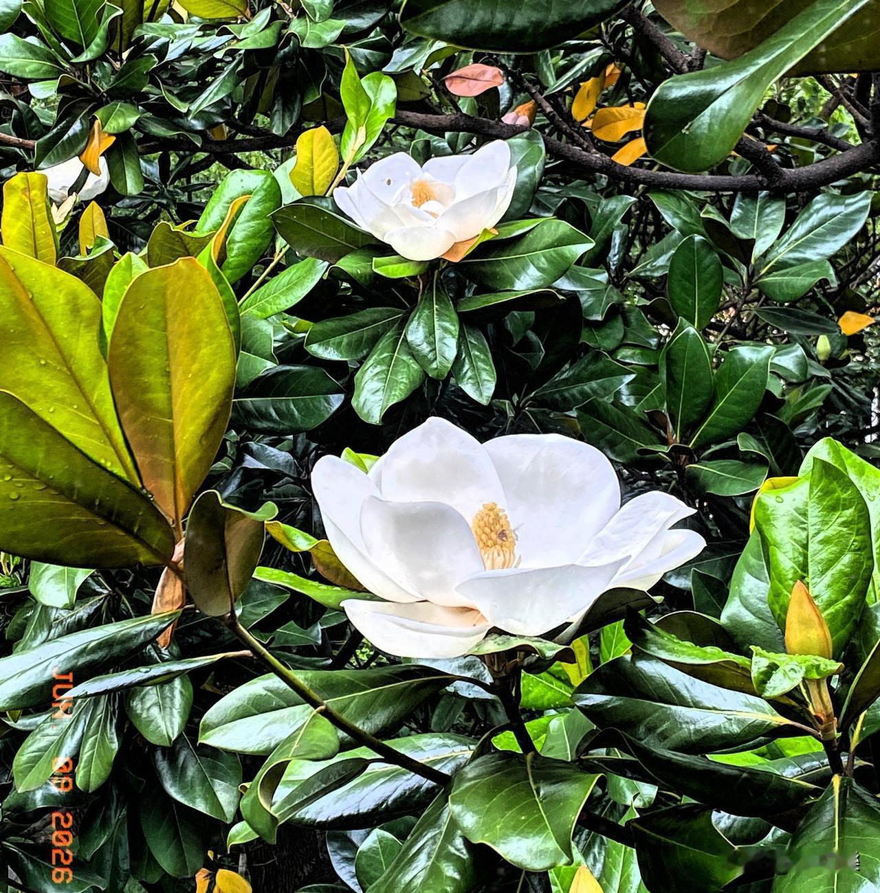 最近在空中俯拍了广玉兰花，那美简直绝了，比仰望时好看太多。广玉兰是木兰科常绿乔木