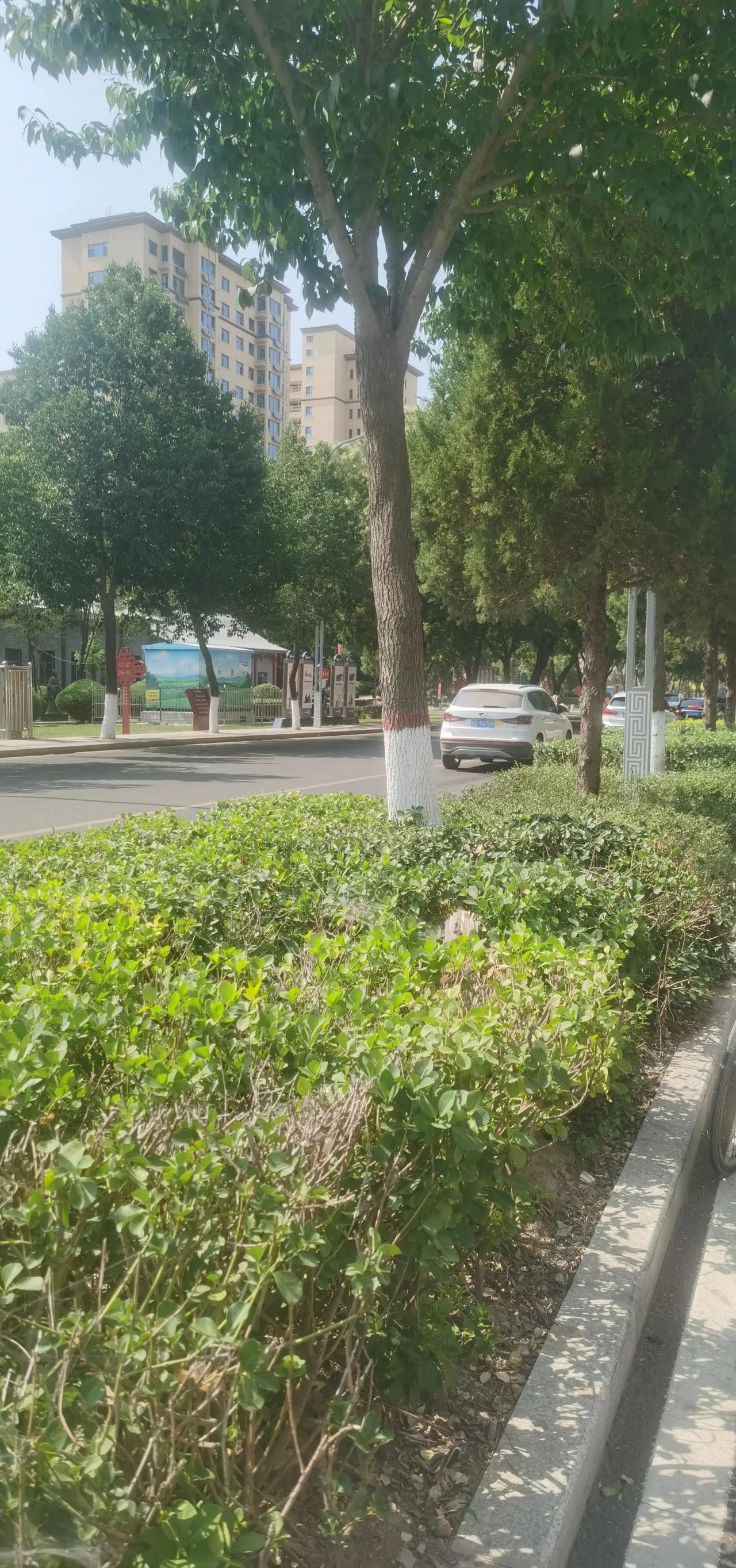 路过街边，被这画面戳到！绿树成荫，阳光透过枝叶洒下，远处车辆、楼房，藏着平凡日常