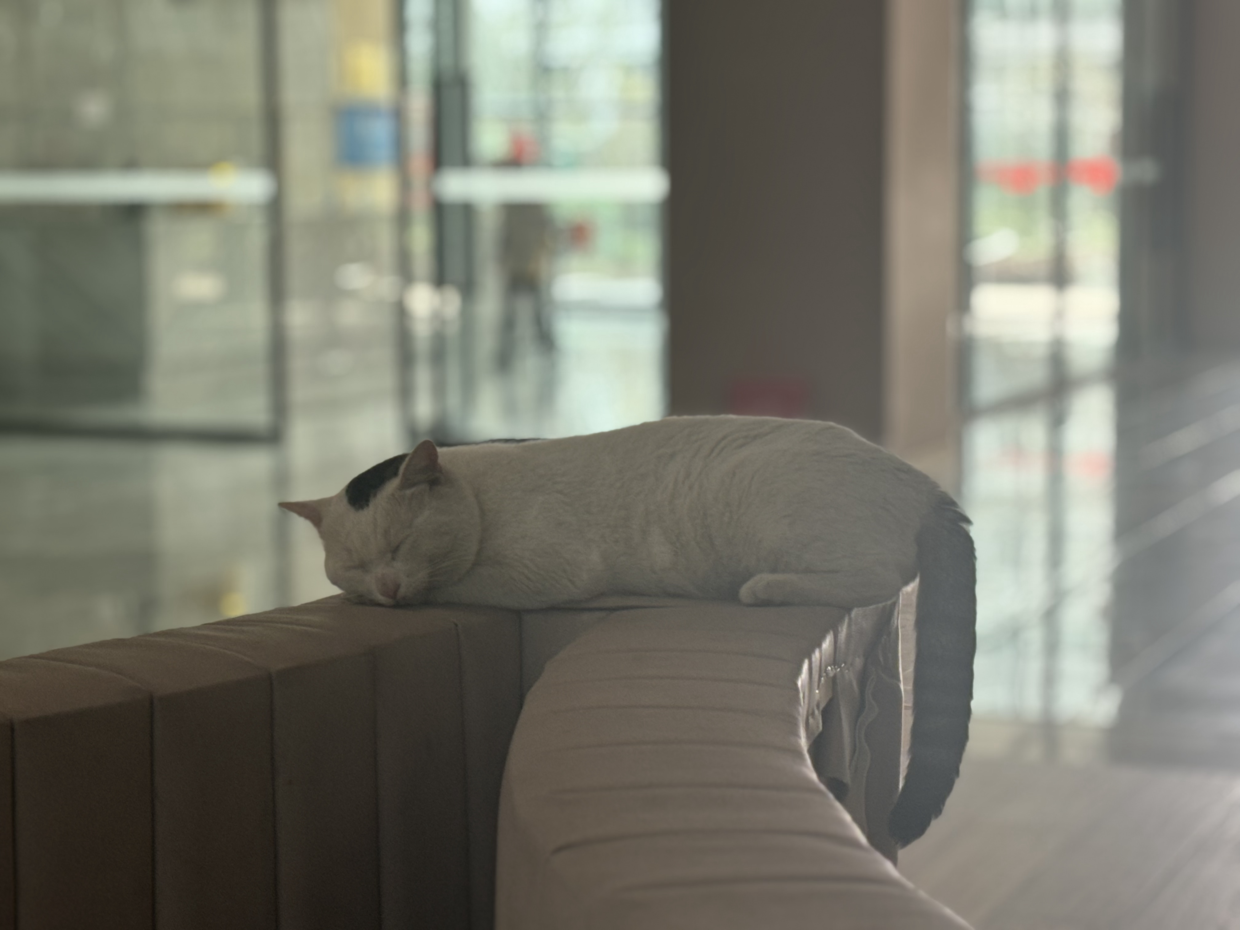 周一上午的它 ​​​