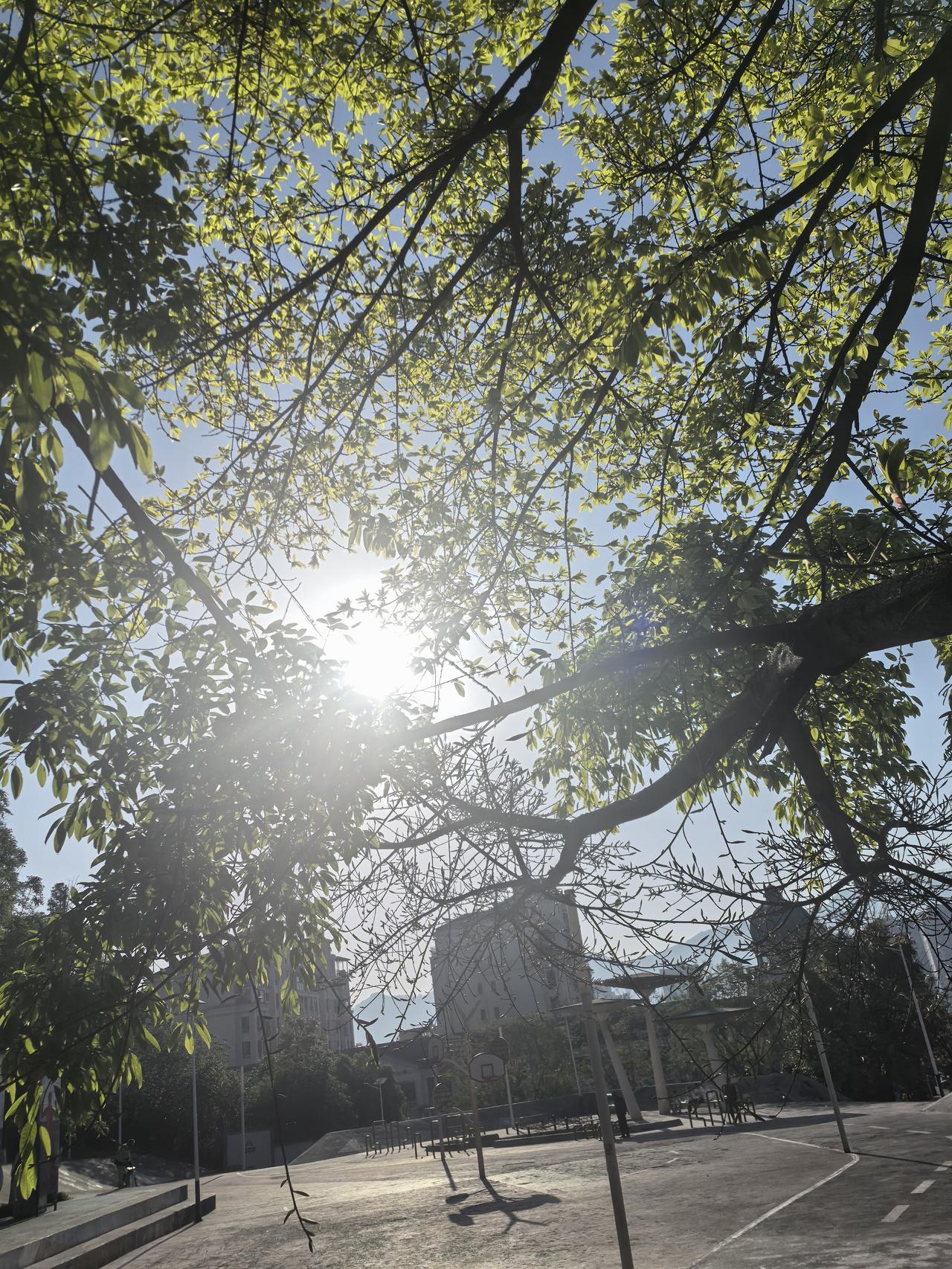 阳光穿过新叶，把春天揉成了细碎的光斑，落在空荡的操场上。