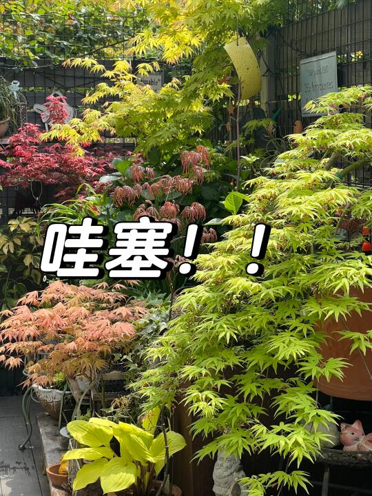 园艺｜谁家枫叶那么哇塞！