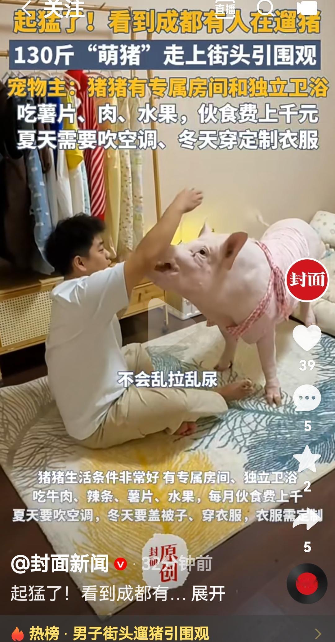 成都有人在大街上溜猪，130斤的萌猪在街上逛引围观
根据媒体报道，近日成都网友在