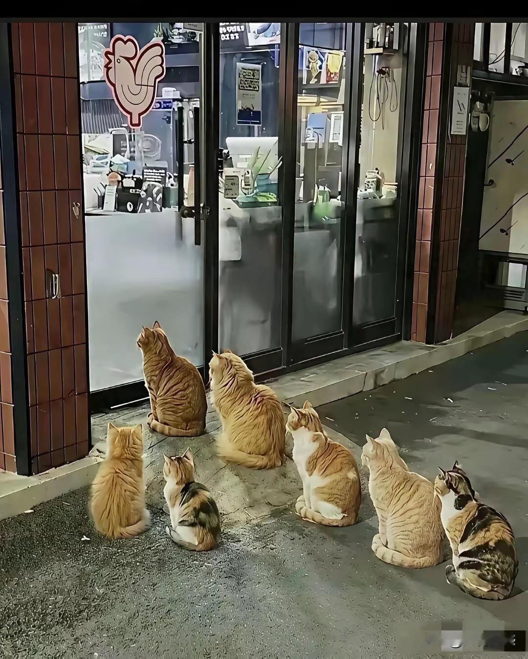 北京一个烤鸡店的门口，有一道比较奇特的景观，每天流浪猫到这里讨东西吃，都会井然有
