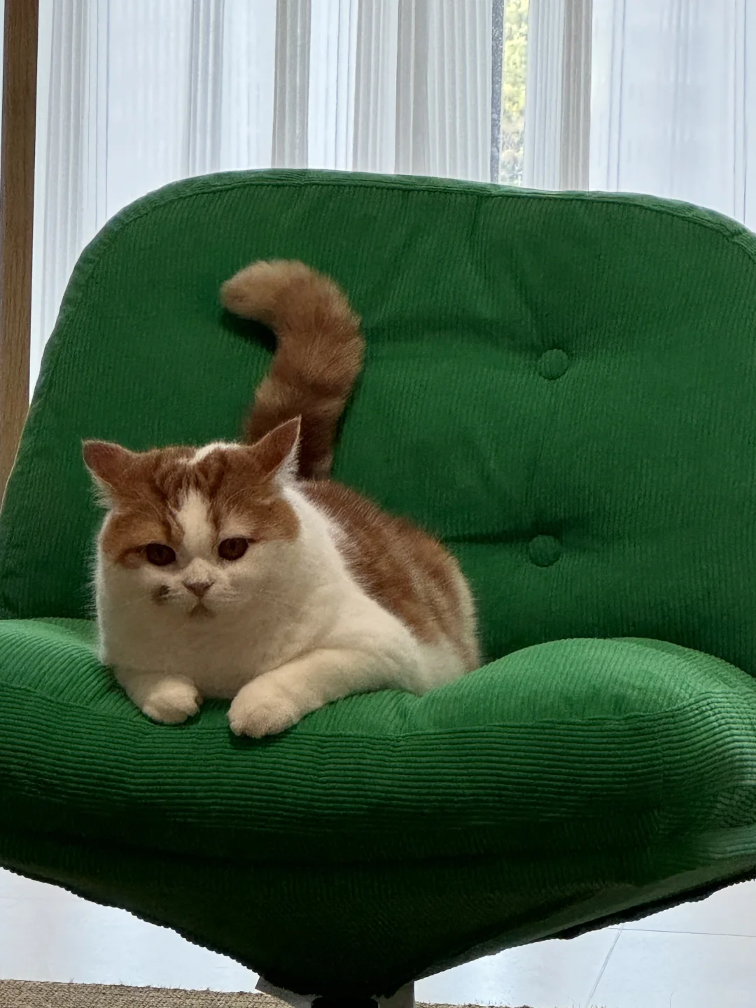 沙发上的磁吸小猫