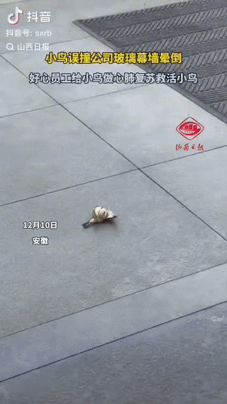 “太神奇了!” 一只小鸟撞玻璃晕厥，躺在地上一动不动，生命垂危之际，一位好心姑娘