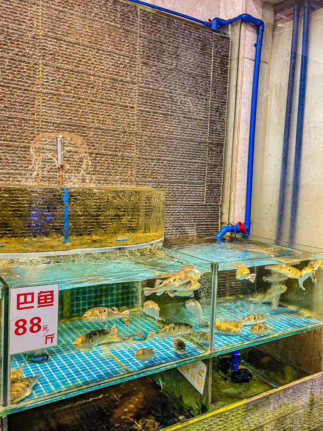 🎊家人们 都在哪里吃鱼生啊 求tuijian