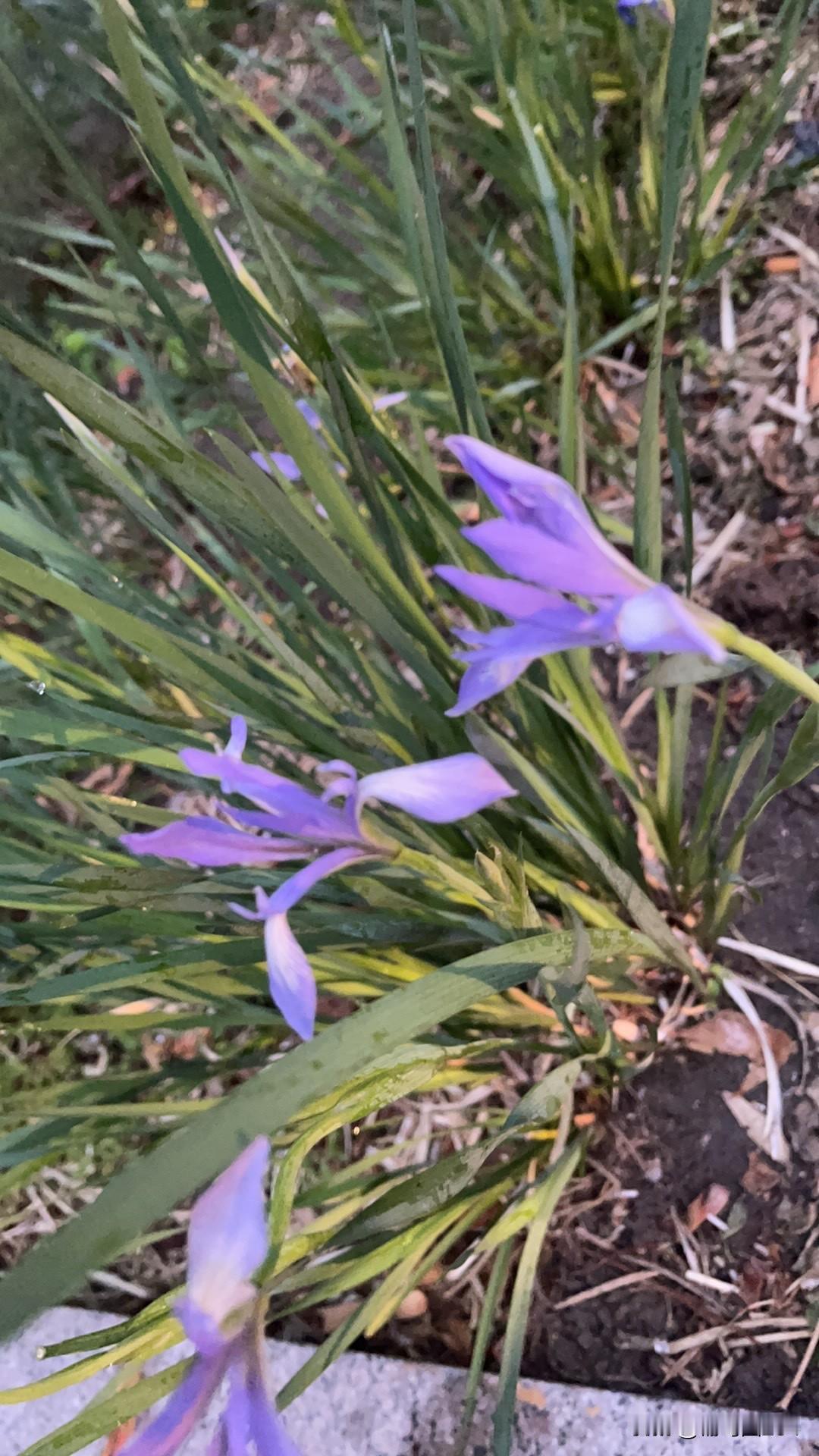 昨天的欢乐二打一节目，上来一个叫栗岩的年轻人，打得很痛快，竟然还赢了……
擂主是