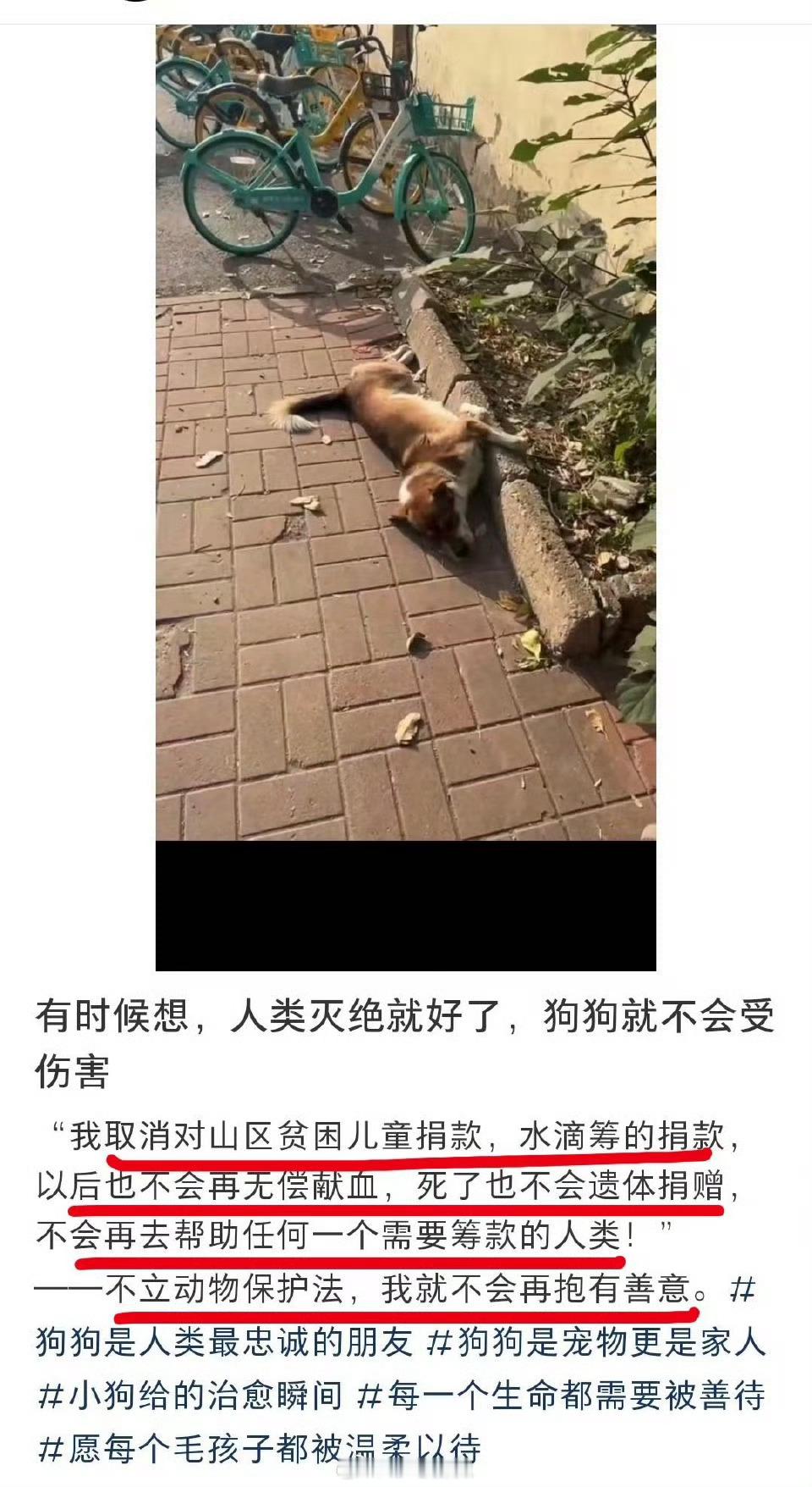“不立动物保护法，我不会捐款、不会献血、不会遗体捐赠、不会再帮助任何一个需要筹款