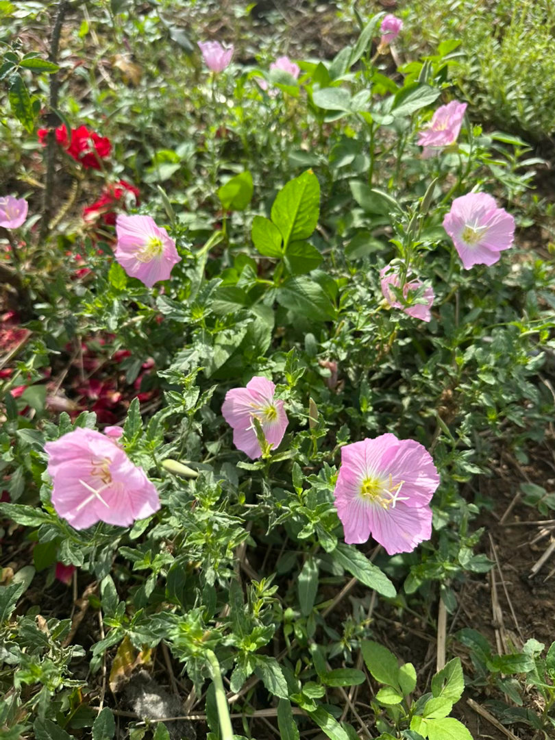 姐家的风雨兰，好像是这名字吧