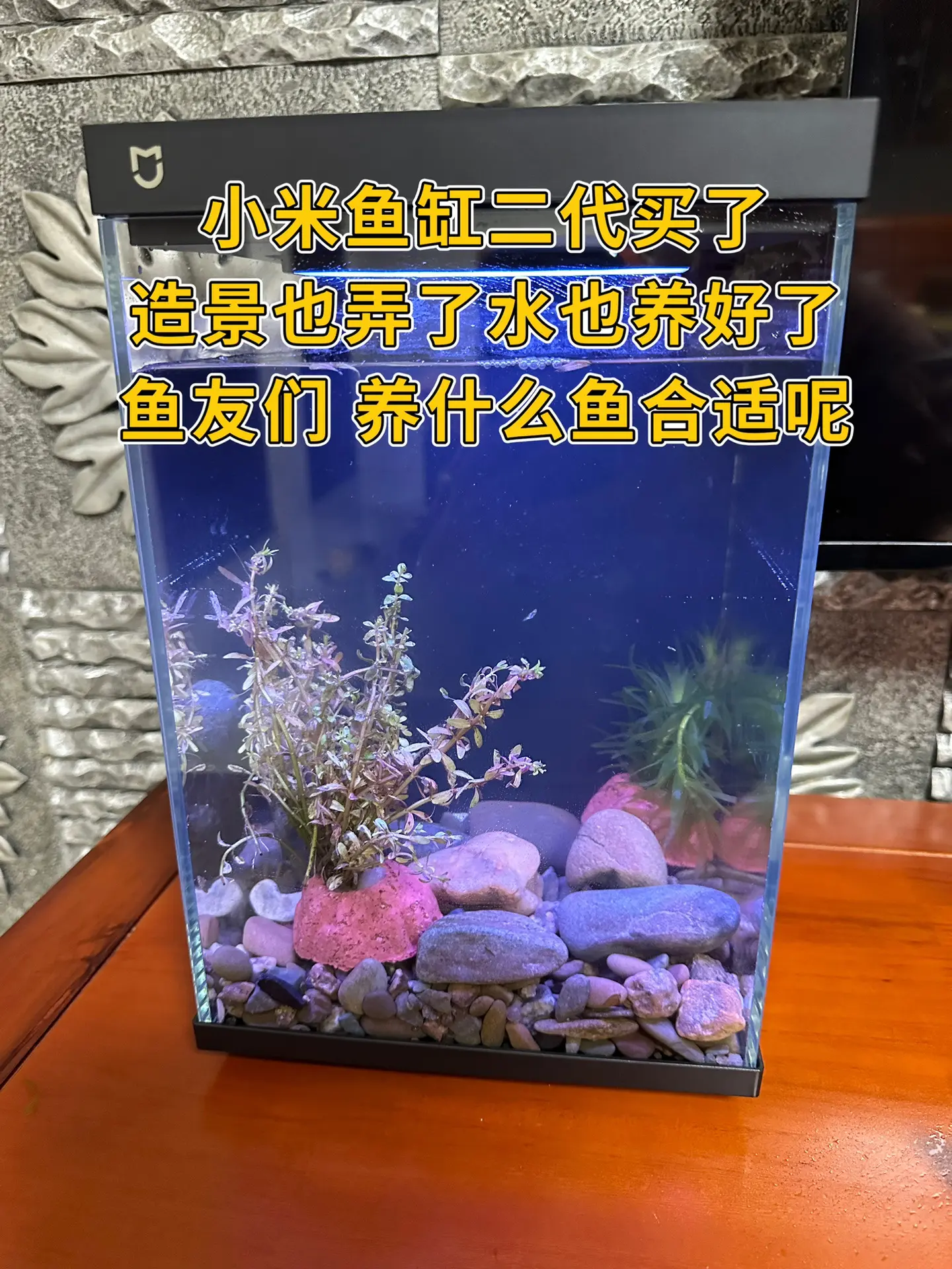 主打一个听劝，好看又好养，鱼友们给点意见