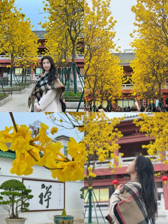 📷春和景明|去千年古寺看黄花风铃木🌼❗️