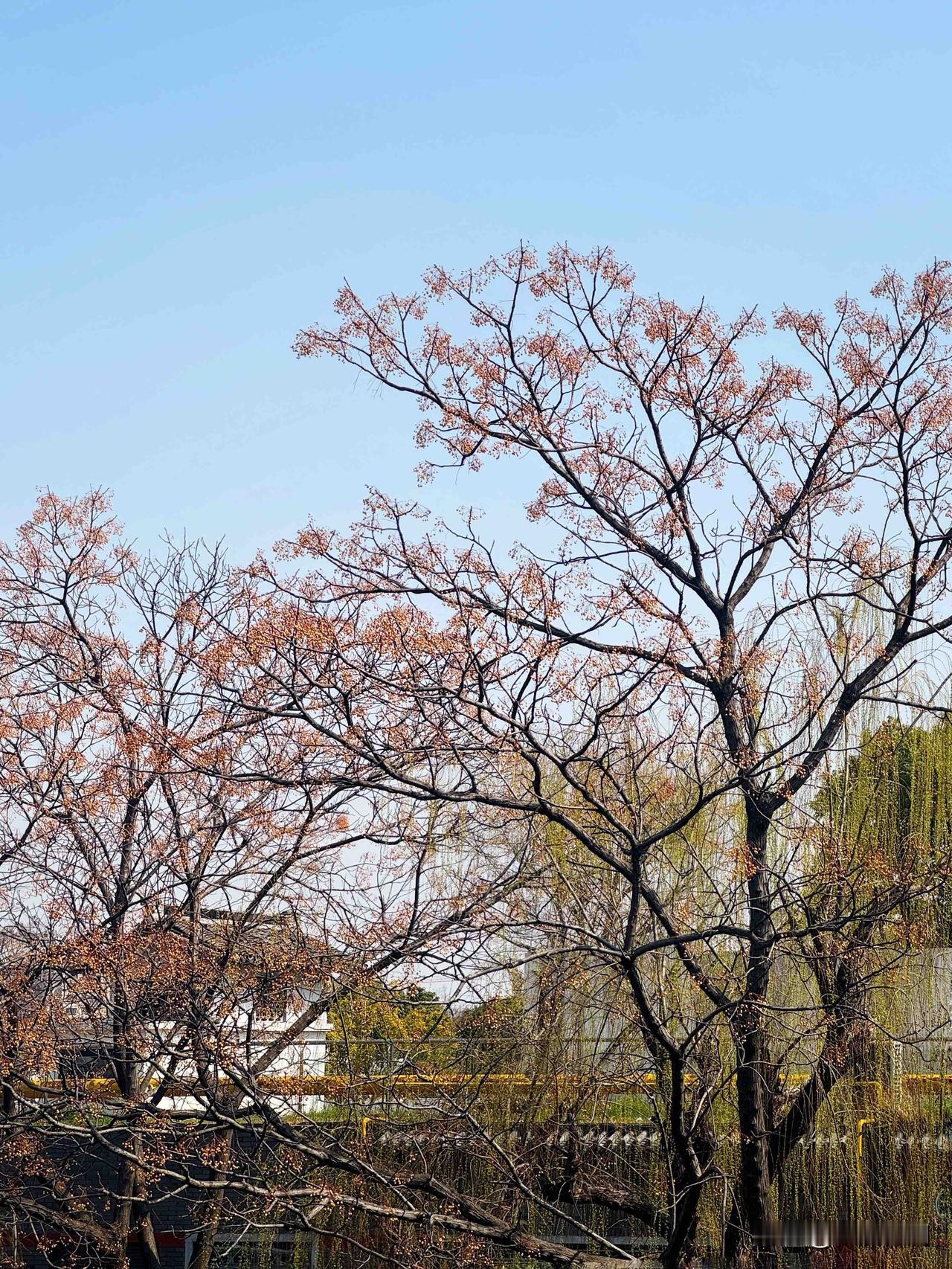在嘉兴市区里的月湖老街，河边几棵高大的树上结满了金黄色的果实，远看特别漂亮。有点
