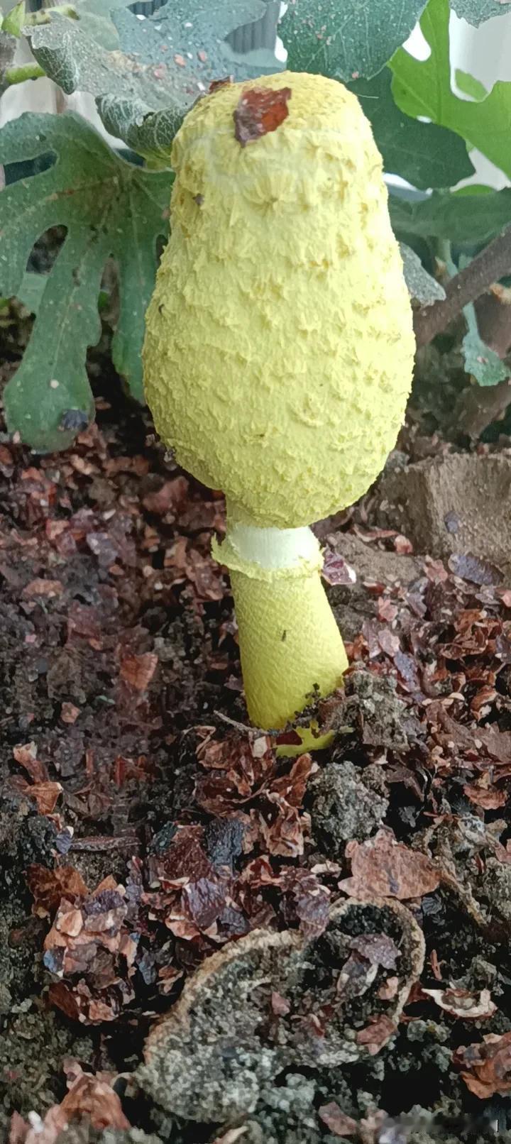 这个是一个花盆里面长出来的，昨天发现的。今天下午一看，哎，长老高了！到了晚上你看
