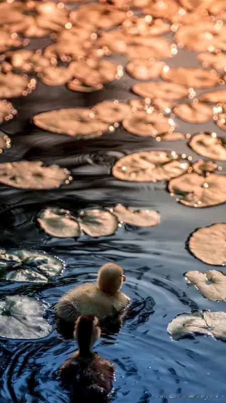想以“萍水相逢”作藏头诗，其实不难。像“萍日不为父老倾，水碧沙明两岸苔。相门出相