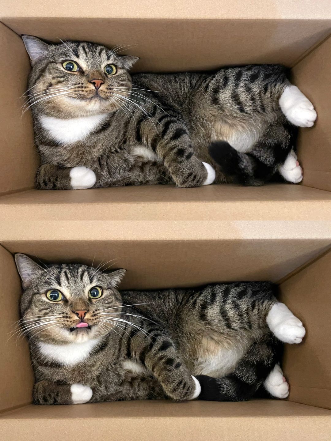 猫猫我也不胖啊，怎么跟纸箱这么严丝合缝！！