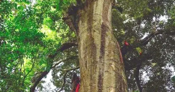 雅安|雅安红豆树 中国“最美红豆树”