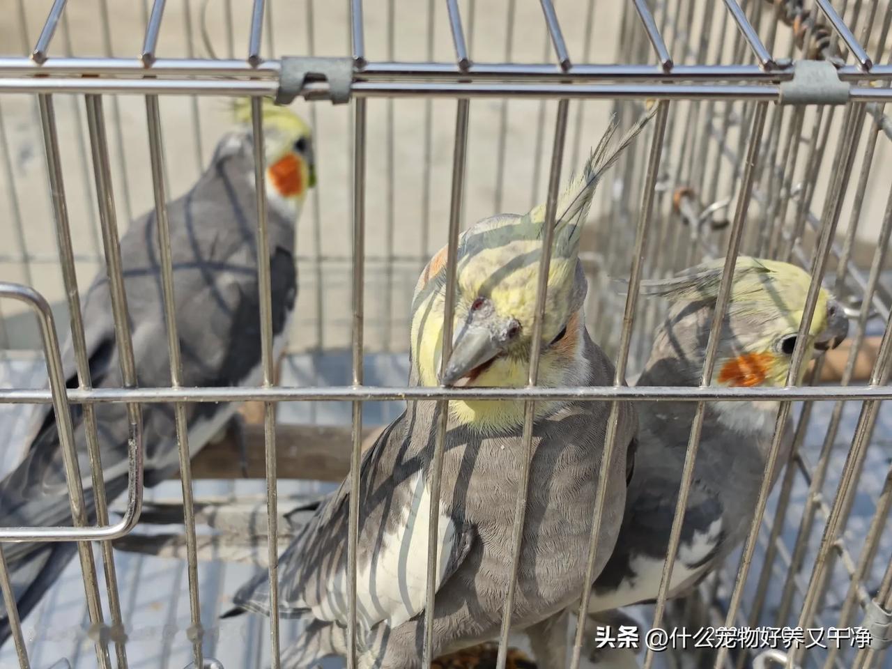 #鹦鹉为何能模仿人类的语言?#鹦鹉能够模仿人说话主要有以下几个原因：
 
一、生