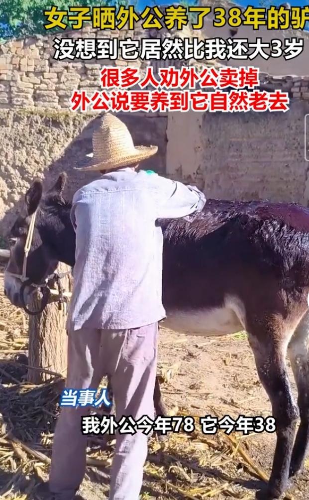 在甘肃，一位78岁老人饲养了一头38岁的毛驴，外孙女晒出日常画面引来网友热议。这
