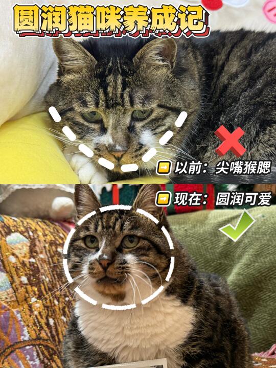 发腮教科书！豆柴后生元猫粮喂出赛级脸