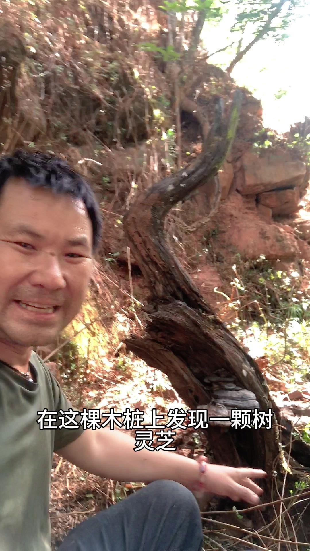 🌿在树林里发现的一颗木灵芝，太美了！🌳今天在树林里散步时，无意间发现了一棵木