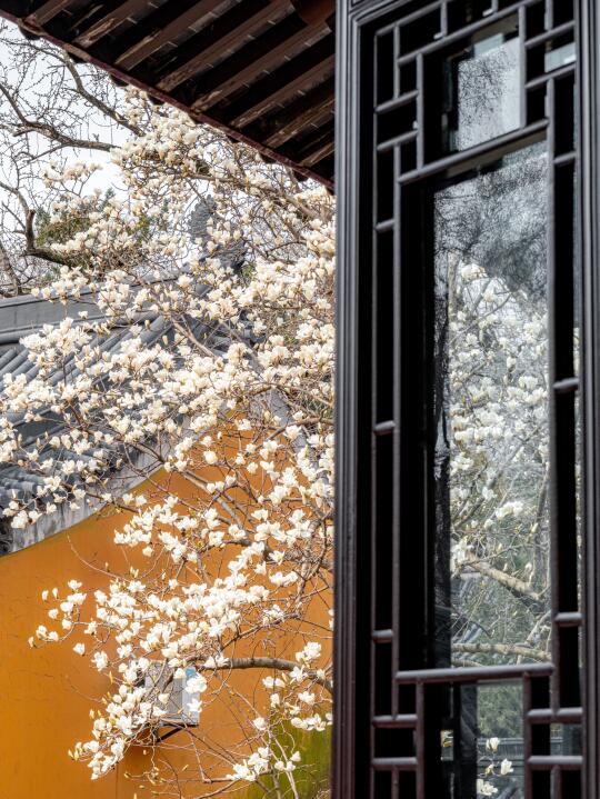 为了这一扇窗！我专门飞了一趟南京