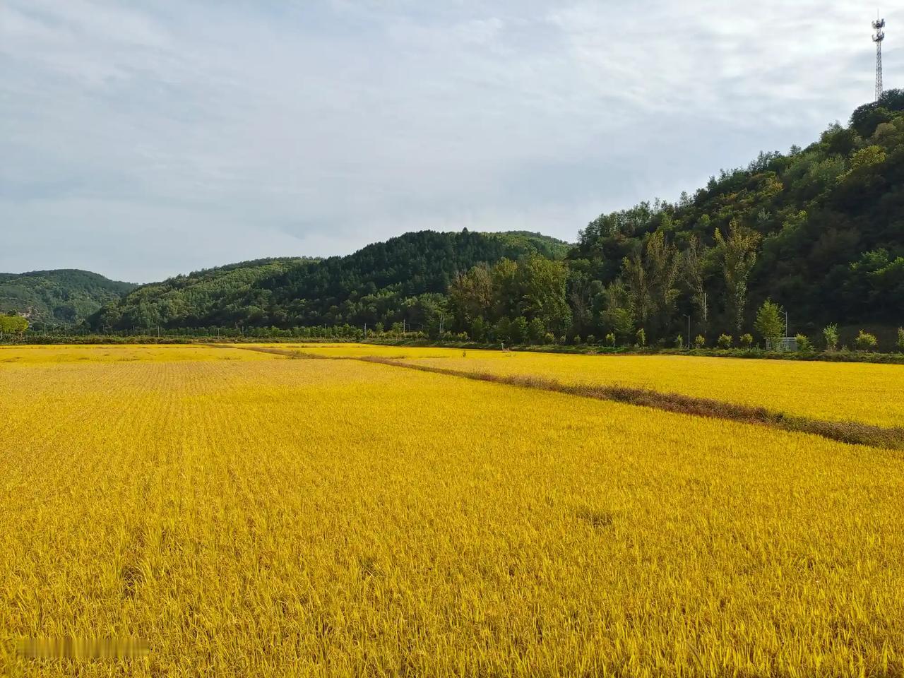 南泥湾的淤地坝，万亩水稻