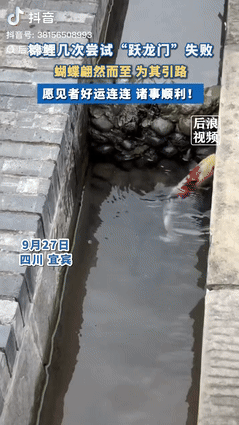 “真成精了！”9月30日，四川，一游客在景区发现有条锦鲤要跃“龙门”，可它尝试了