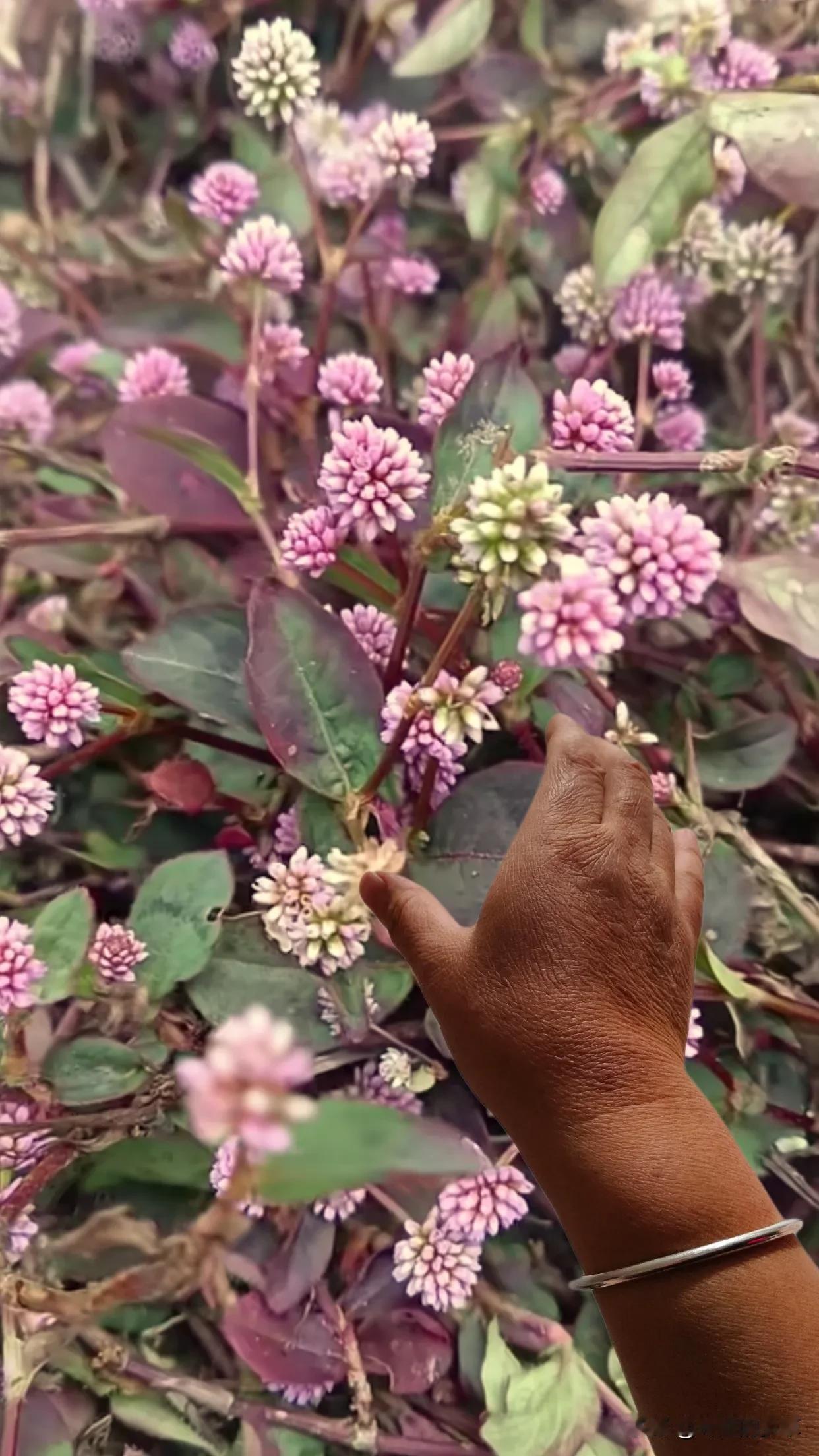 天南地北大拜年戳这里，一起放烟花>