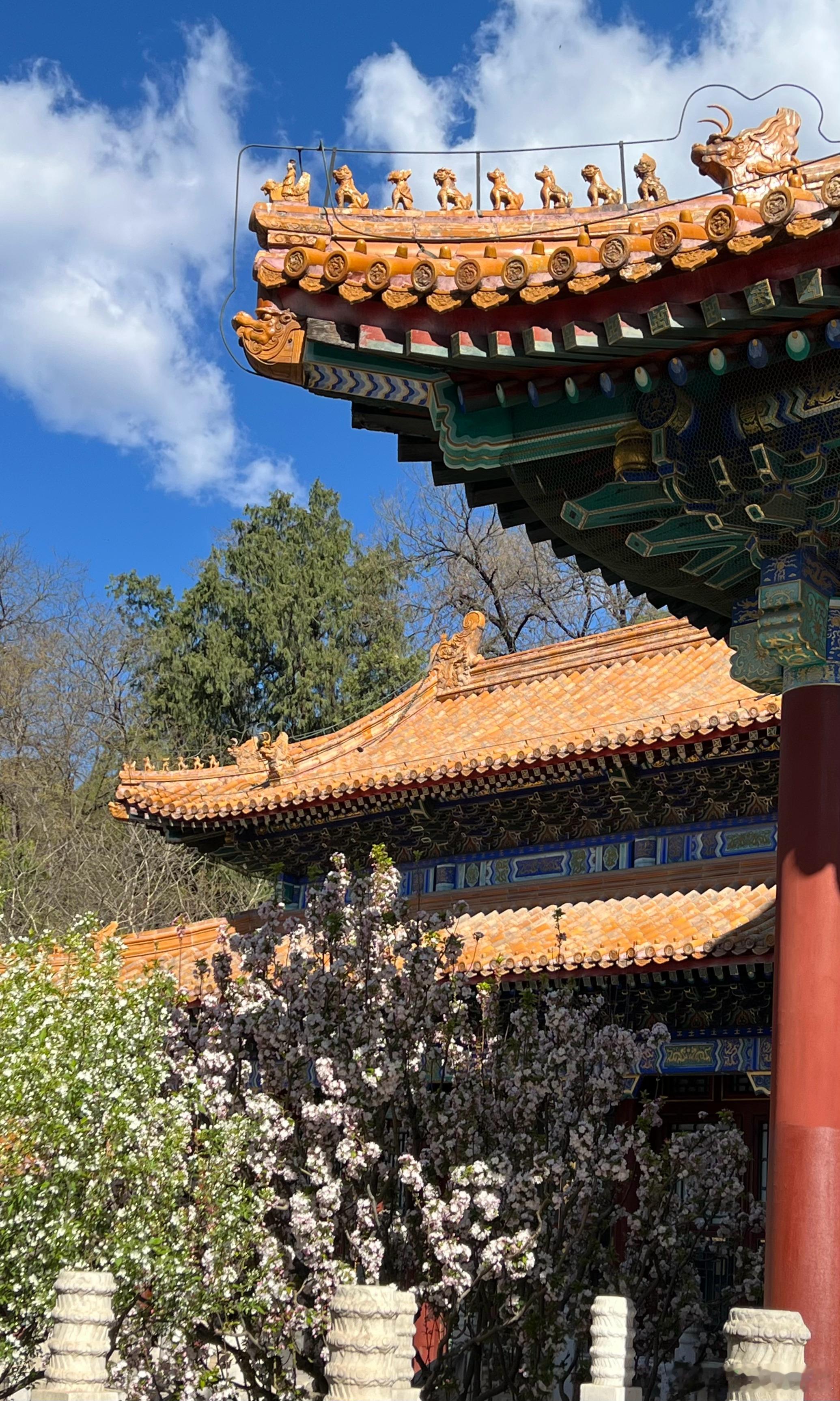 颐和园 佛香阁 海棠花开摄影