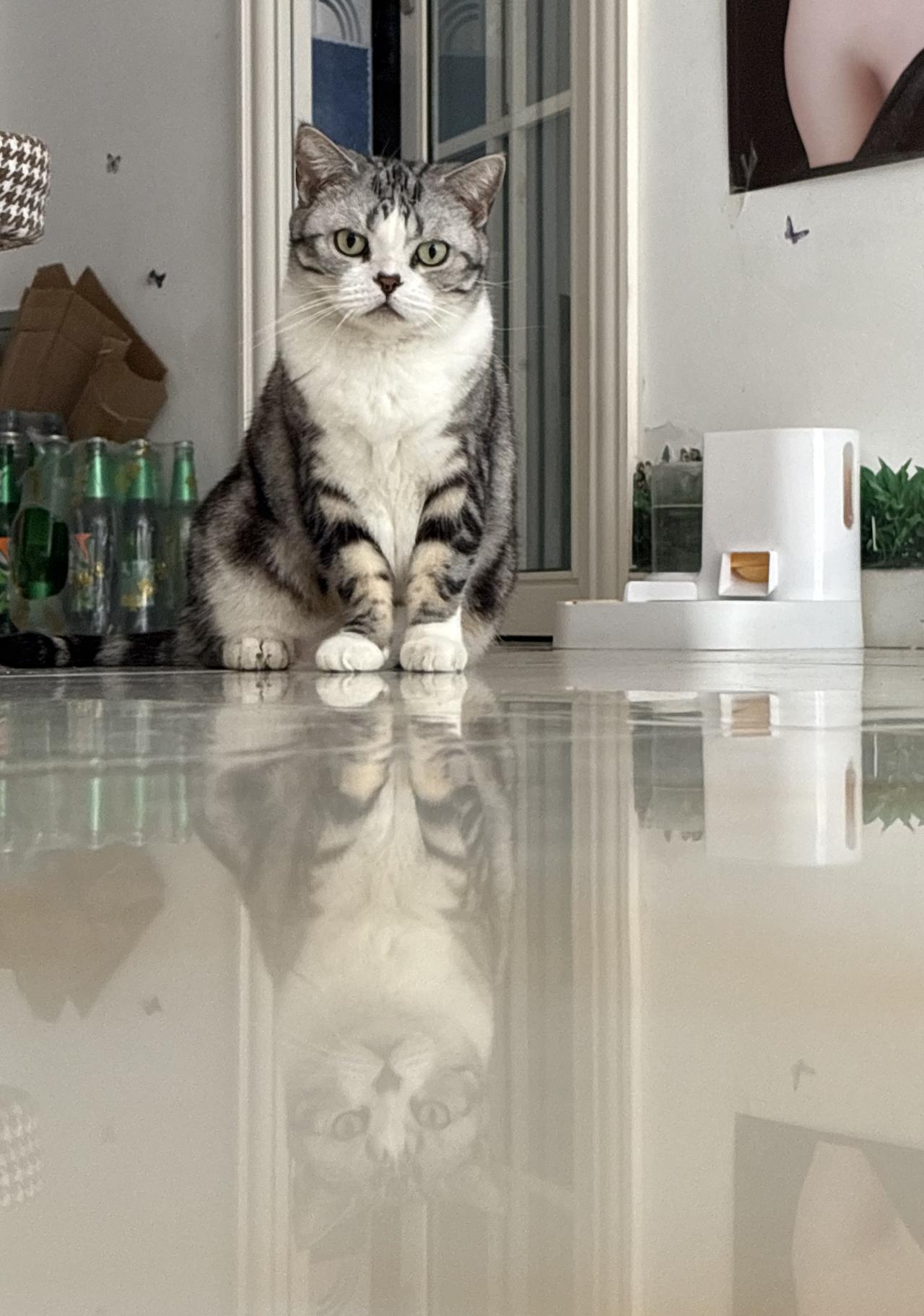 霸气侧漏，两只猫咪🐱看这英姿飒爽 霸气的打开方式