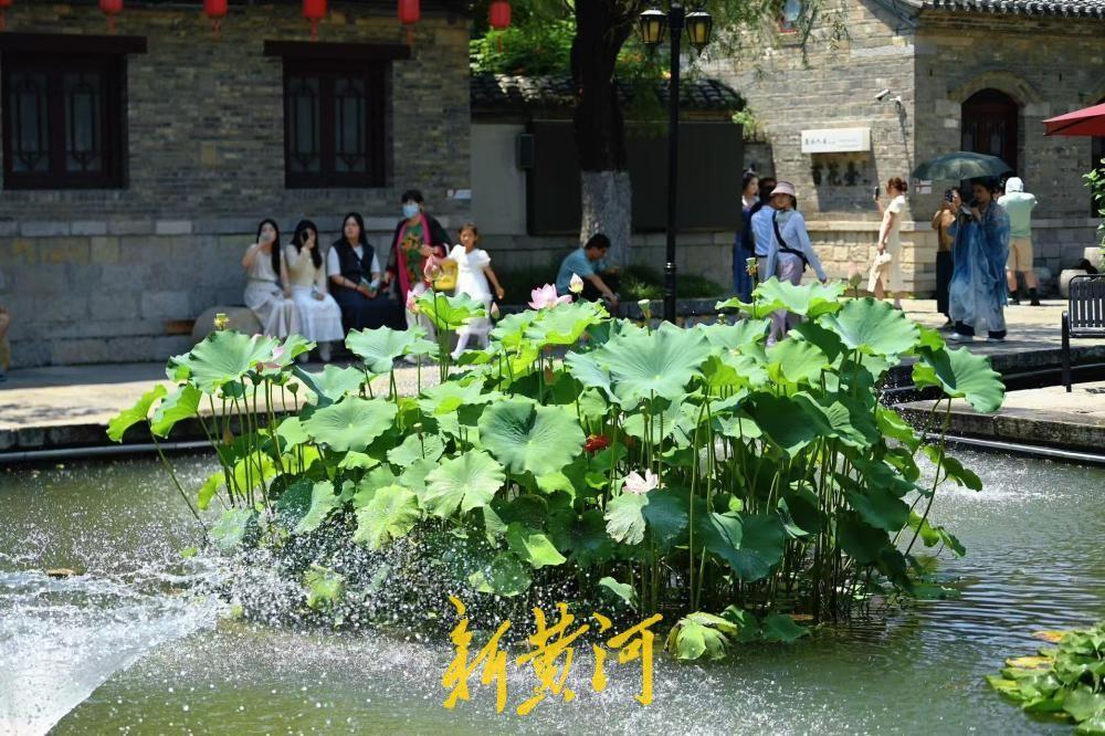 6月20日，端午假期，济南百花洲景区清风徐徐、荷韵正浓，青瓦古巷清幽雅致，在一处