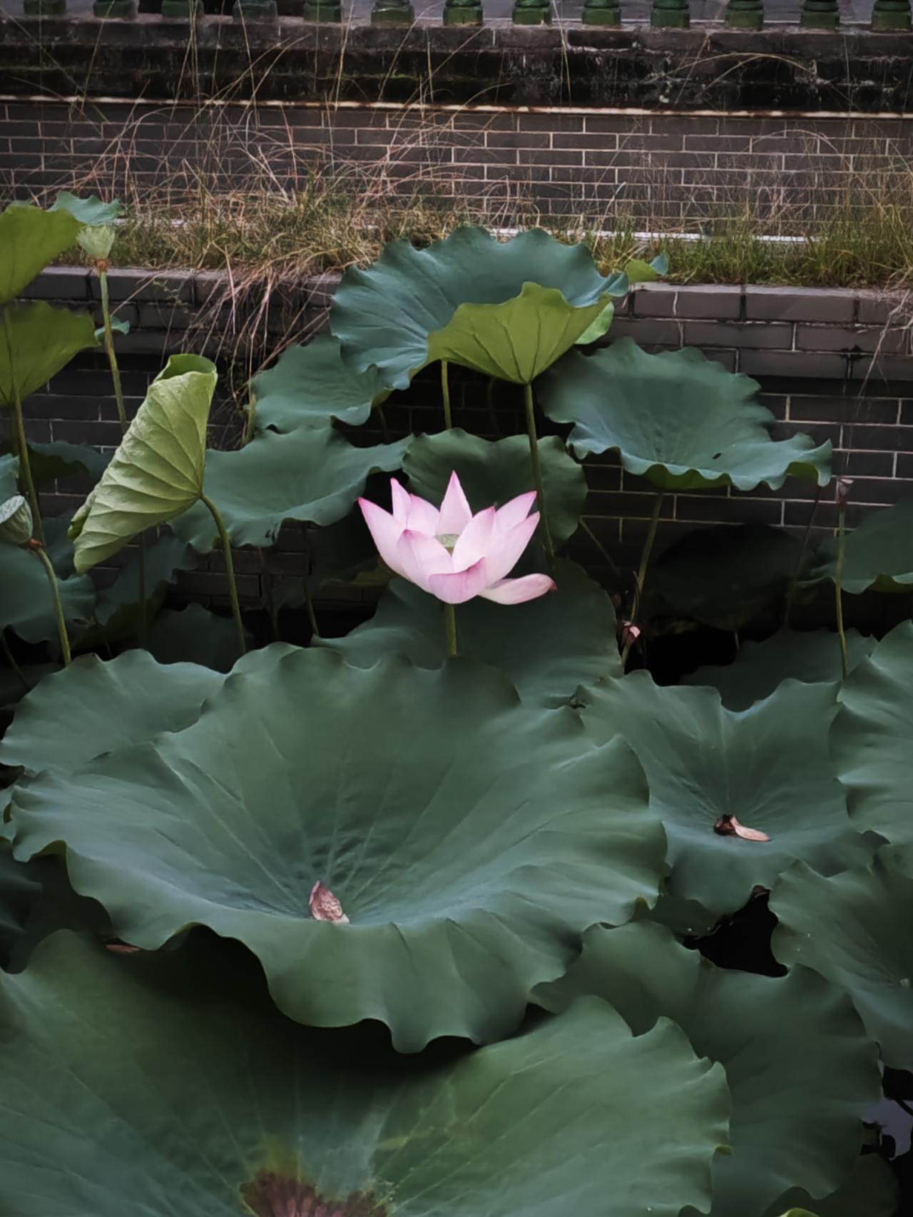 2. 内心的自洽：能接纳自己的不完美，不被外界评价绑架，活得清醒又舒展，这是对抗