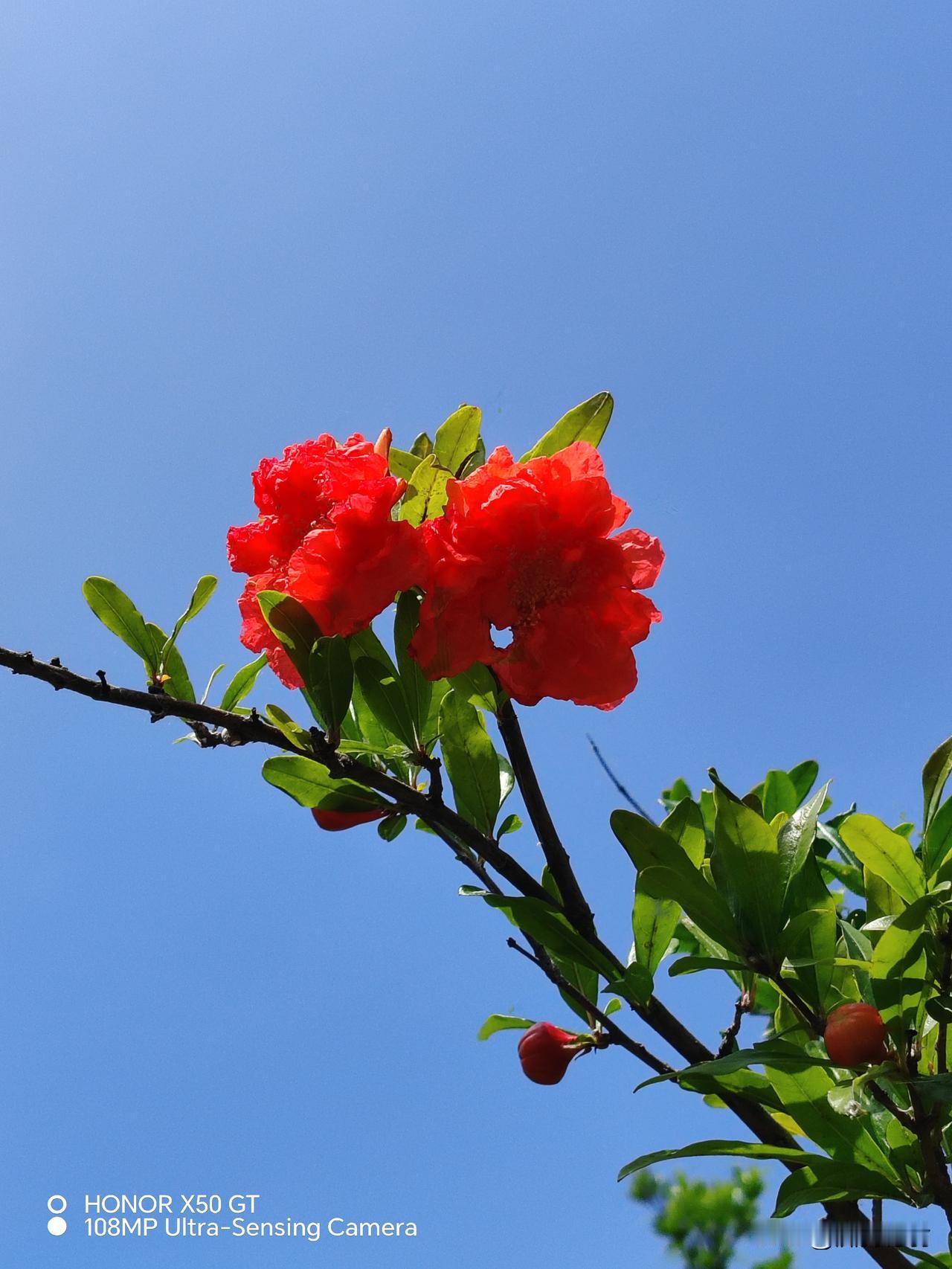 碧空如洗湛蓝蓝
红花妩媚缠绵绵