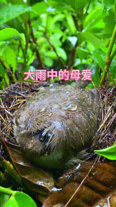 大雨倾盆，万物皆有情！鸟妈妈的一个动作，看哭无数人
 
世间最纯粹、最无私的爱，