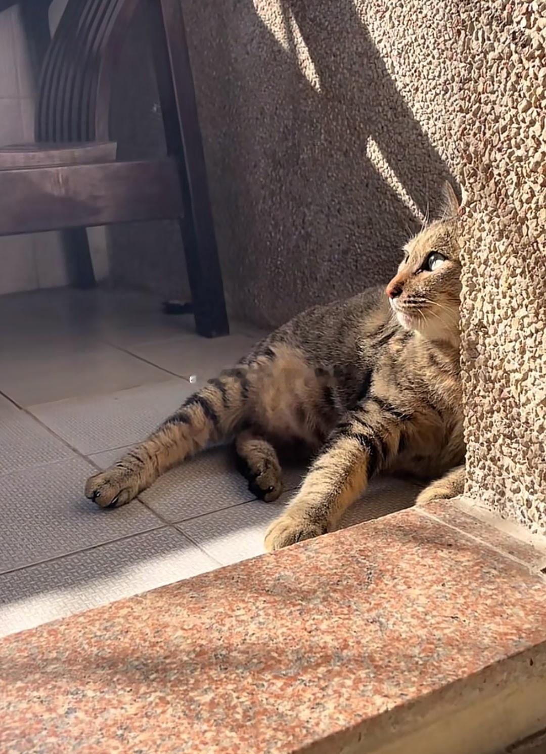 谁家没有可爱的猫星人如果 土肥仔 不到处尿尿的话，完美如果 小白白 不发情乱叫，